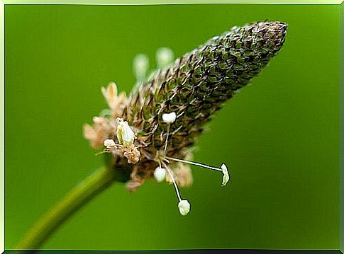 Plantain to treat irritable bowel