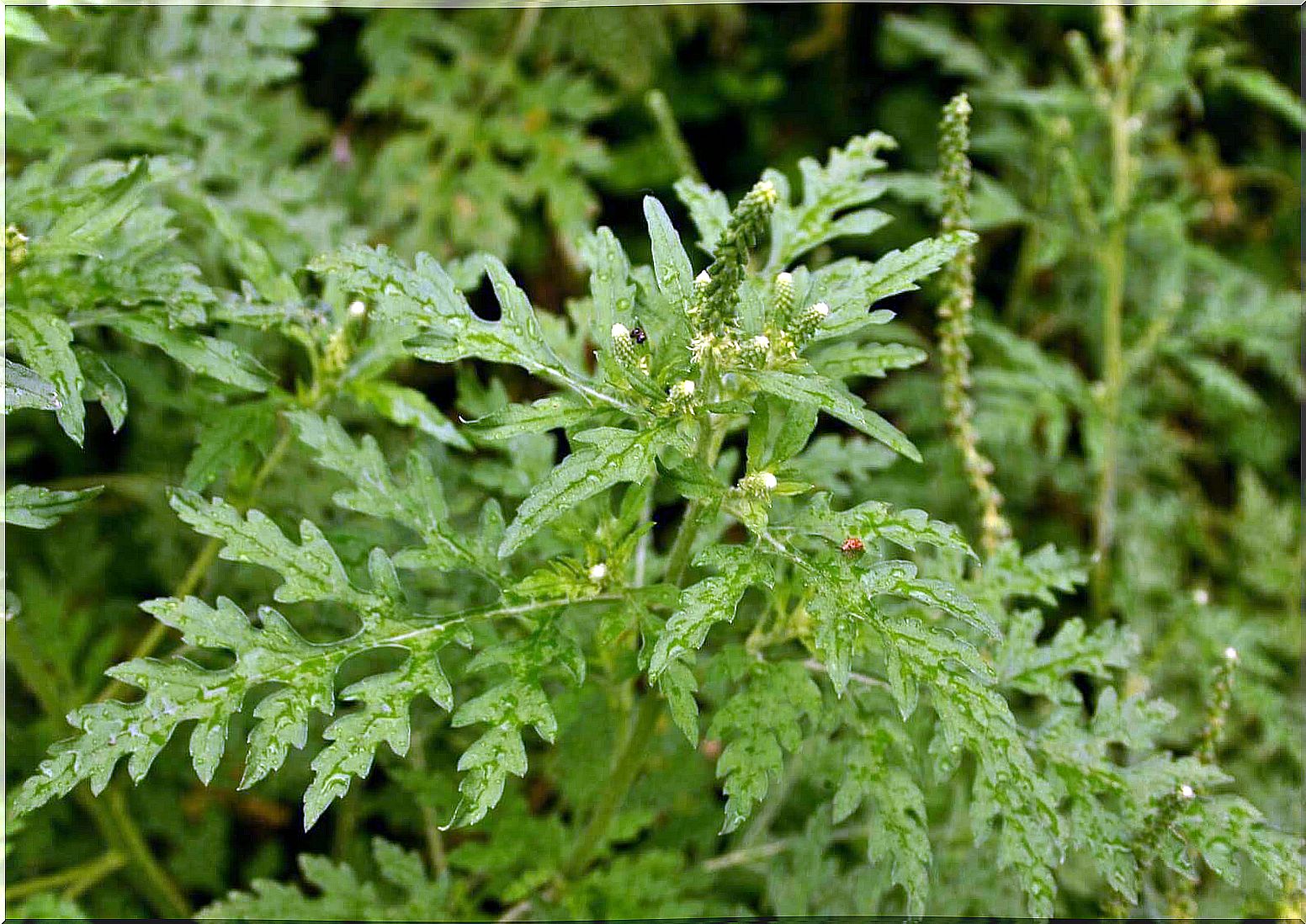 Mugwort combats abdominal pain