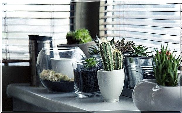 5 ideas for planting your cacti differently