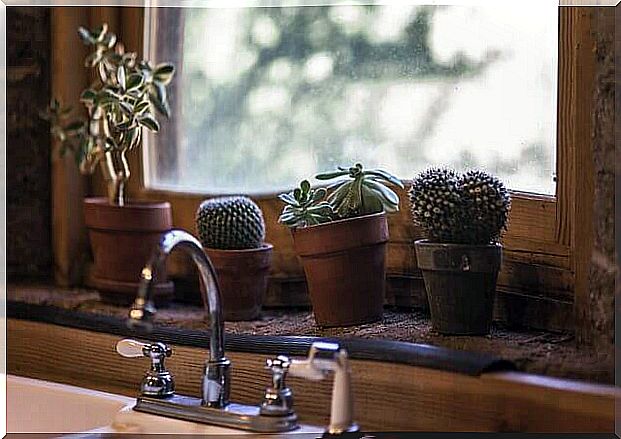 Planting cacti at home makes the home more original