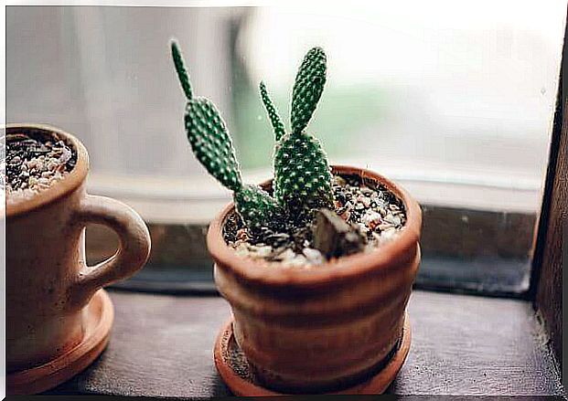 Cactuses planted in small pots