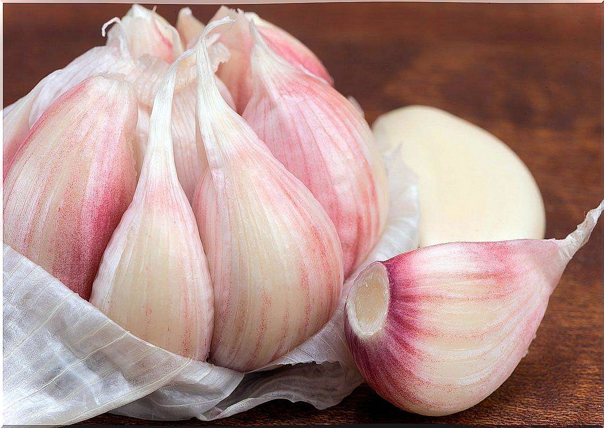 Head of garlic