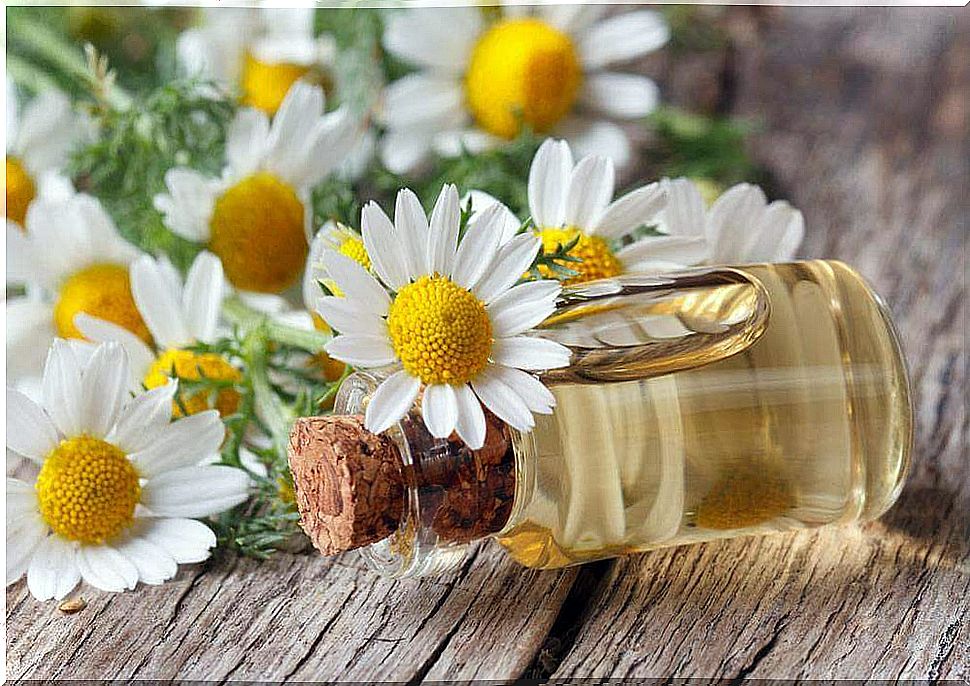 Chamomile