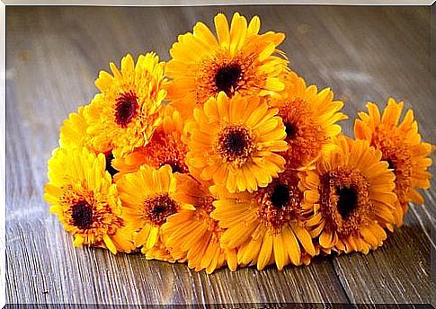 Calendula can help treat dermatitis