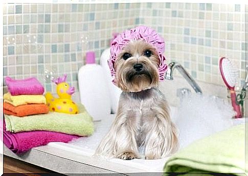 After bathing the pet it is recommended to clean the house