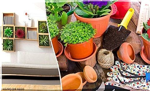 Ideas to revitalize your home with plants