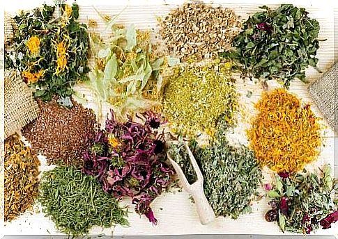 Medicinal Herbs for Stomach Pain