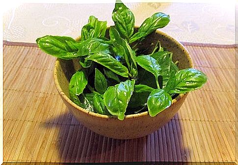 Medicinal properties of basil