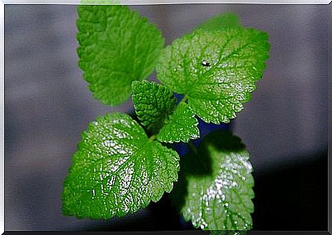 How to make peppermint oil at home?