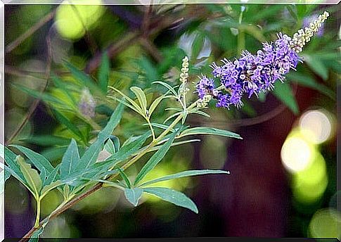 vitex