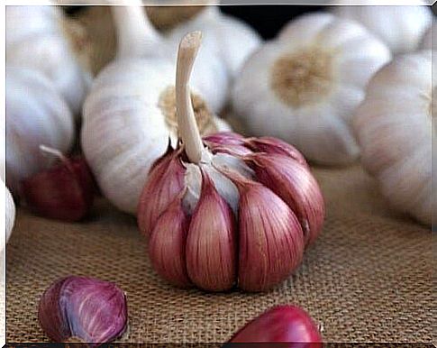 Red garlic and white garlic