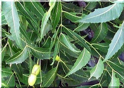 Neem leaf consumption is one of the anti-aging secrets of Himalayan inhabitants