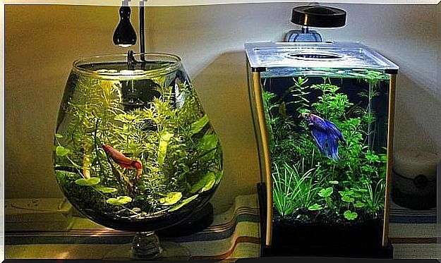 The best way to clean your aquarium