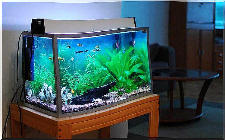 home aquarium