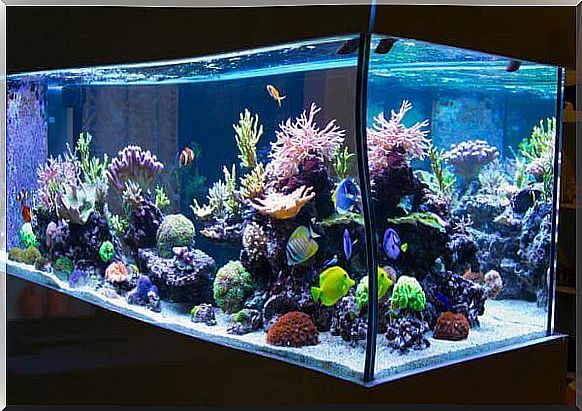 Aquarium