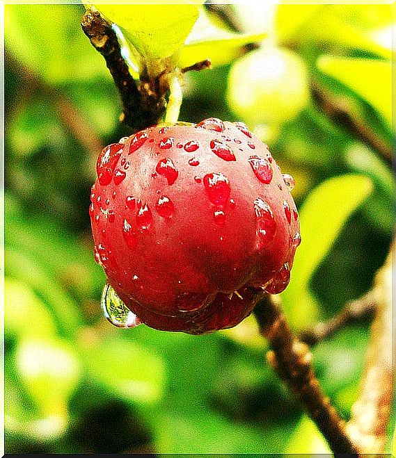 Acerola on foot