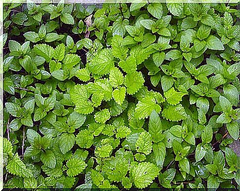 Mint is one of the remedies for varicose veins