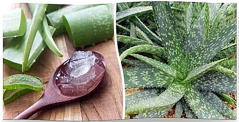 5 Greatest Aloe Vera Health Benefits